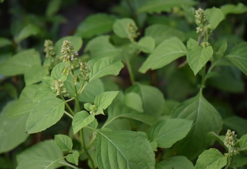 Least Basil