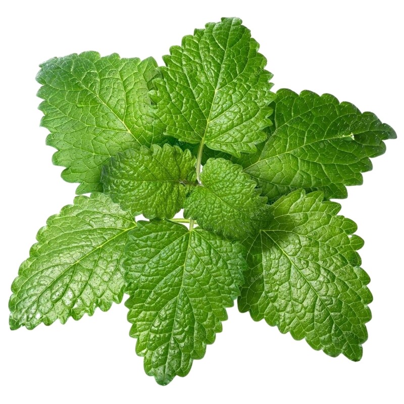 Lemon Balm Tub