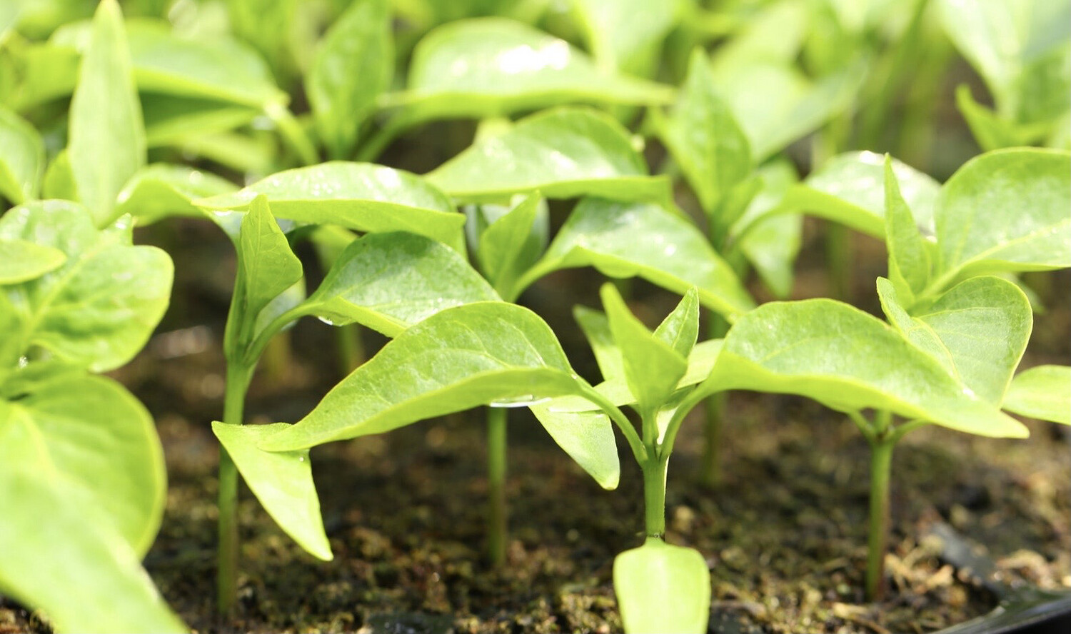 Seedlings (Grow Your Own)