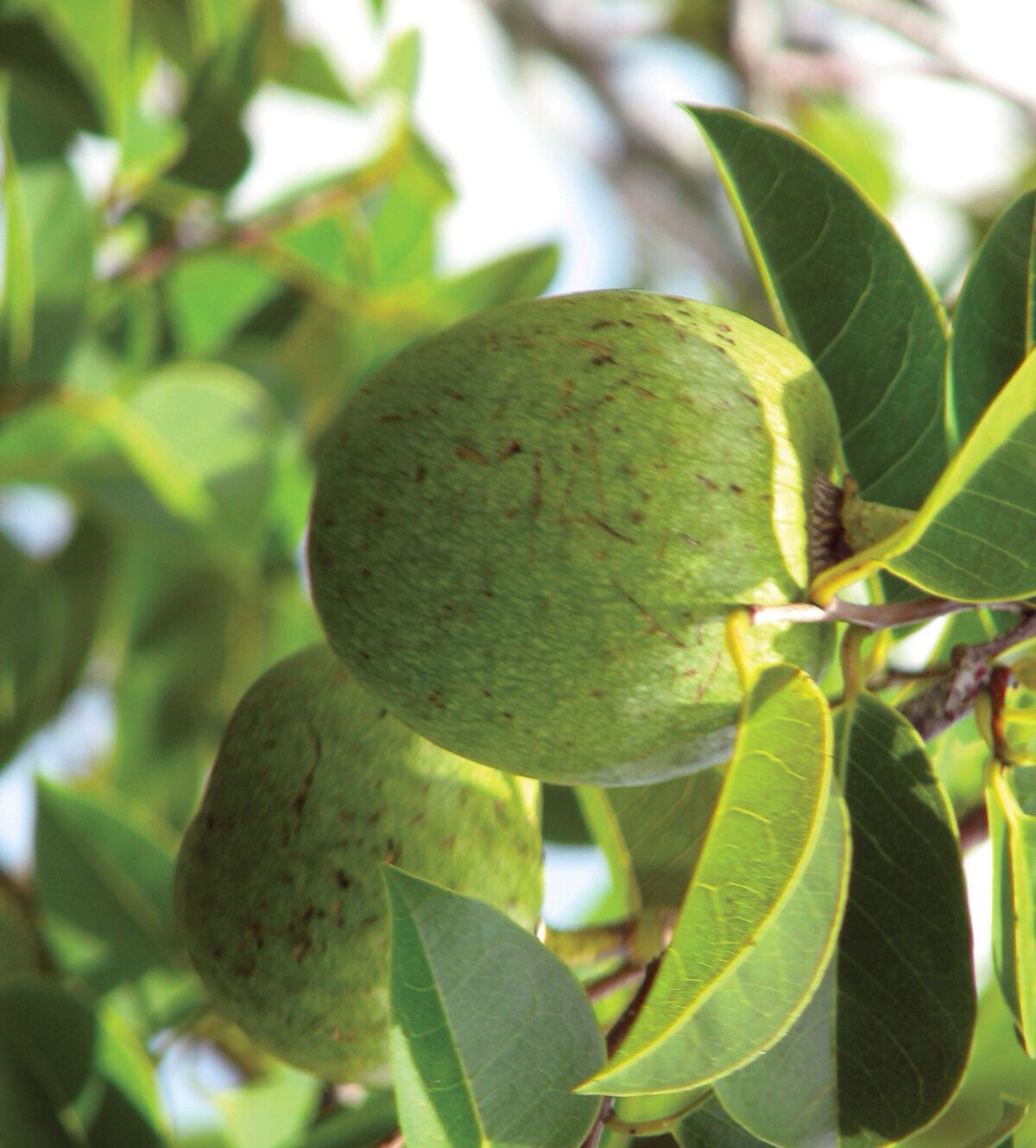 Pond Apples (Swamp Apples) (1LB)