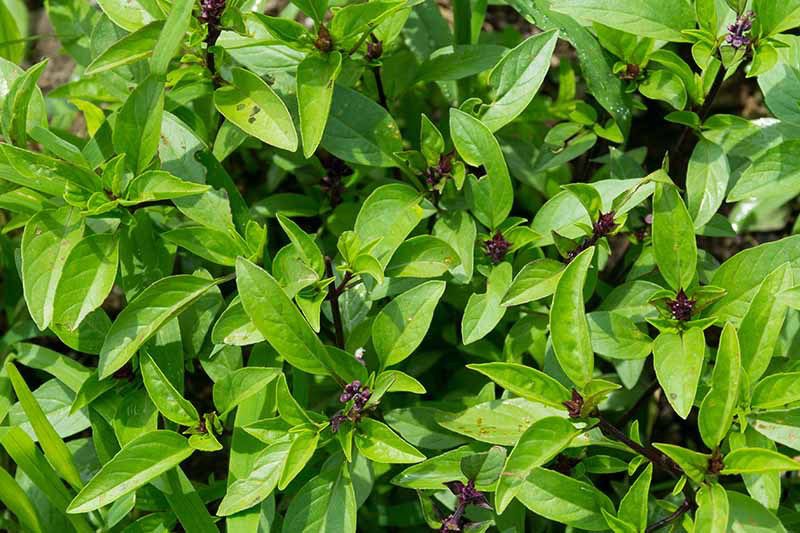 Thai Basil