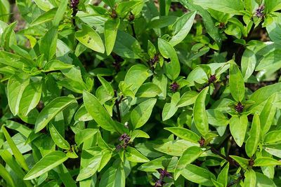 Thai Basil