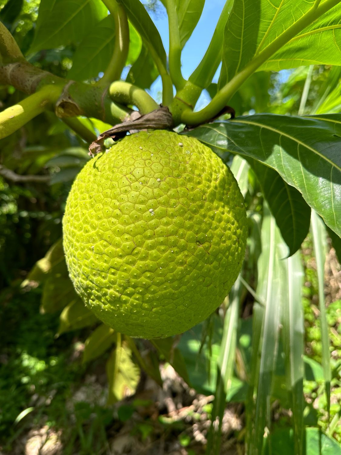 Cooking Breadfruit