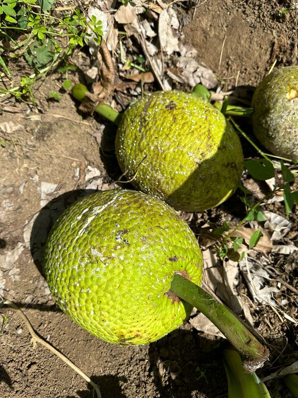 Roasting Breadfruit