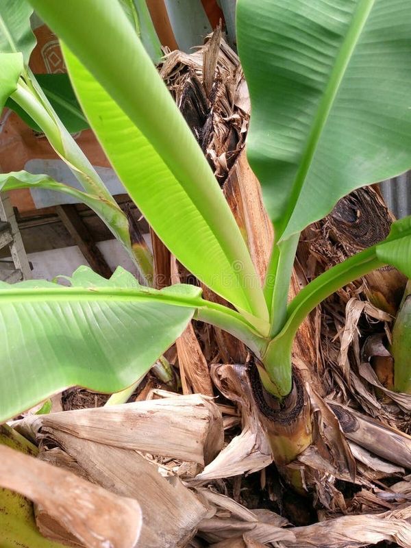 Plantain Shoot
