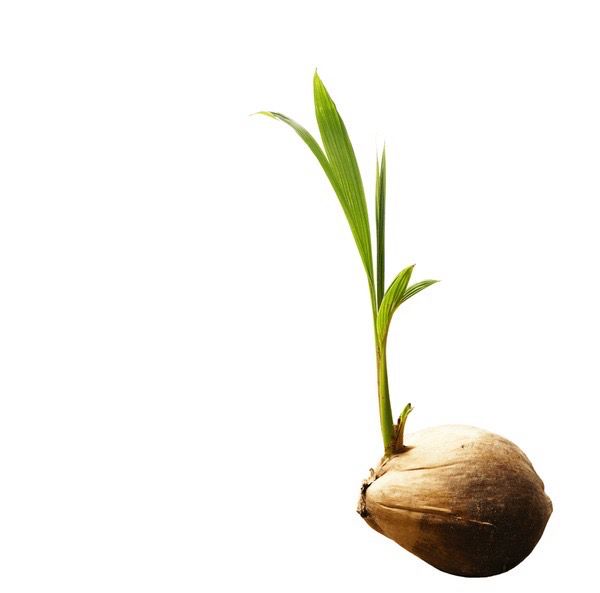 Coconut Shoot