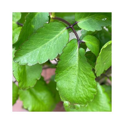 Kalanchoe pinnata Leaves