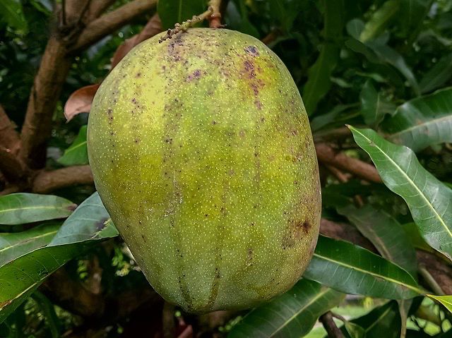 Julie Mango