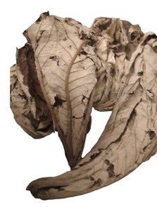 Trumpet Leaf