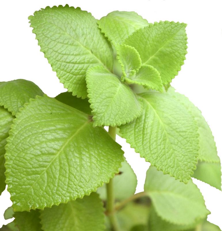 Oregano Seedling