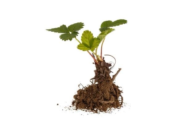 Potted Strawberry Seedling