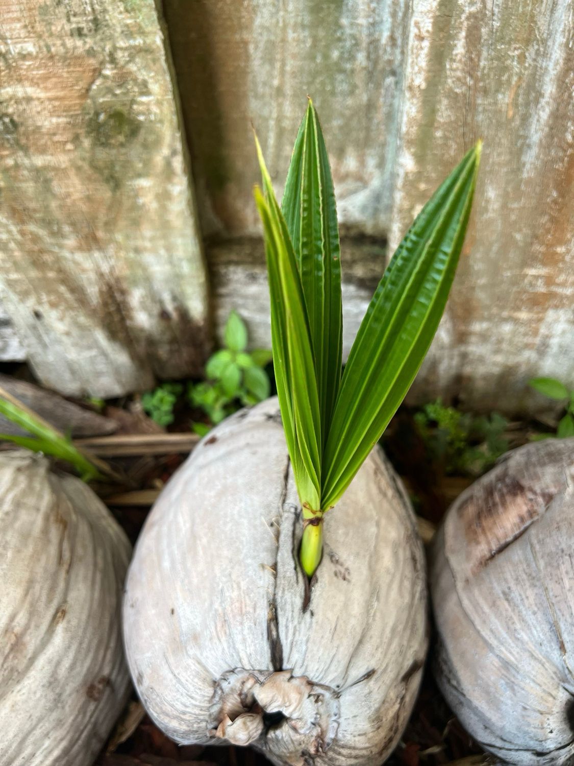Coconut Sprouted Seedling