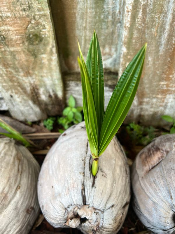 Coconut Sprouted Seedling