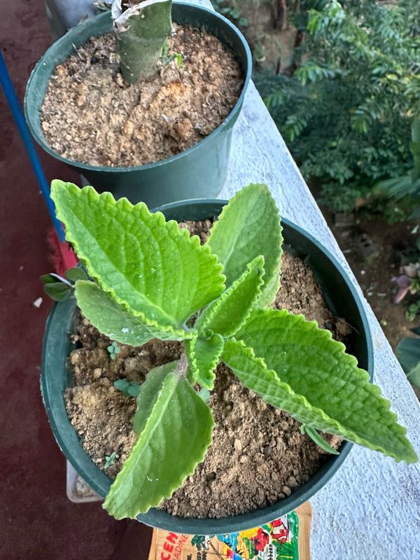 Cuban Oregano Seedling