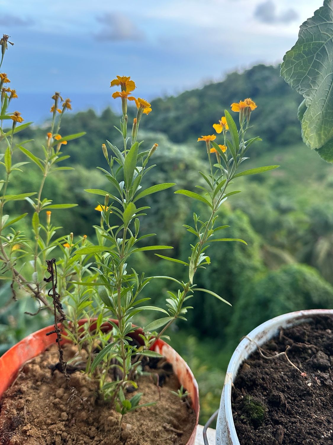 Tarragon Plant