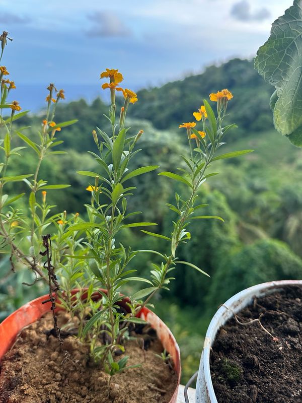 Tarragon Plant