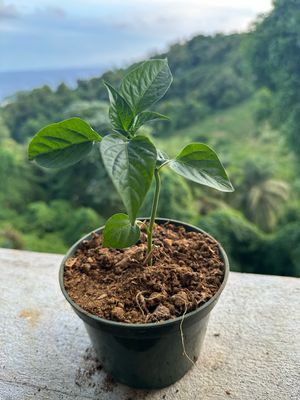 Bell Pepper Seedling