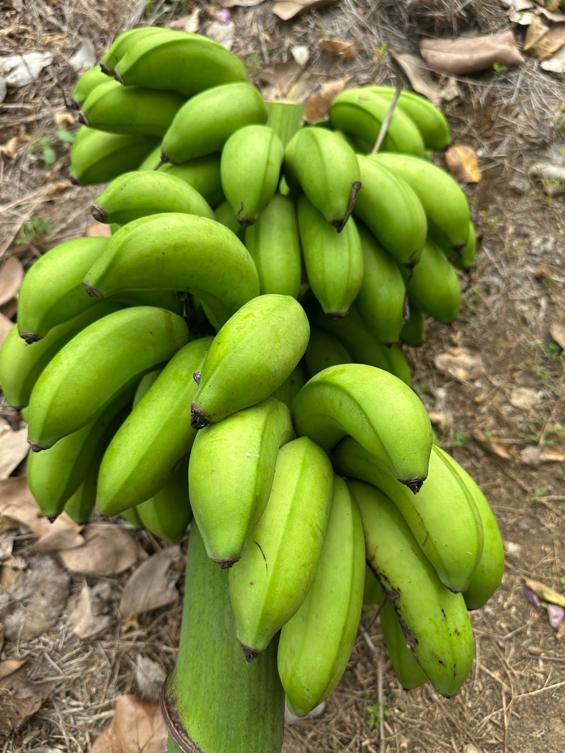 Ripe Banana (FIG)