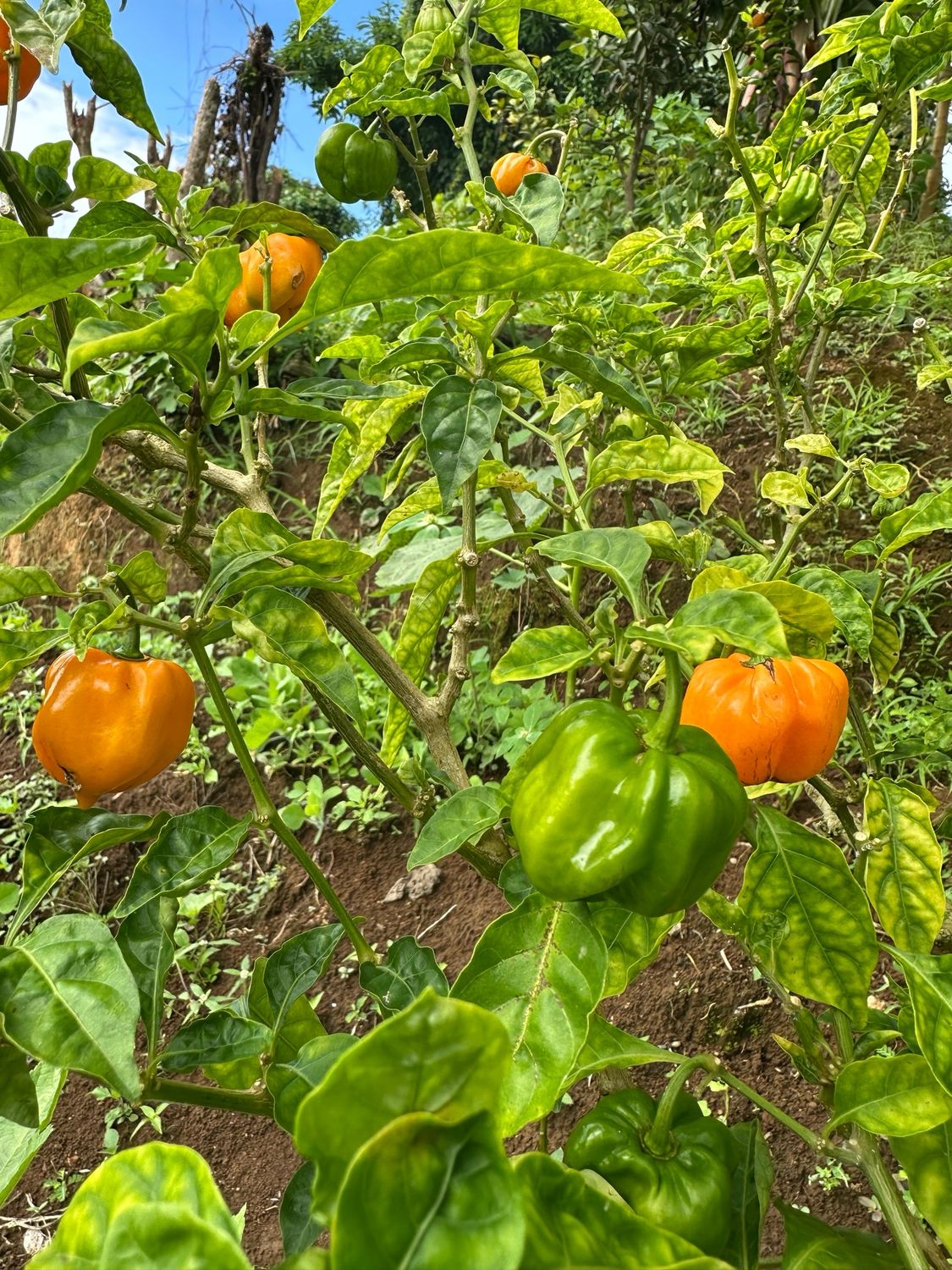 Flavor Pepper