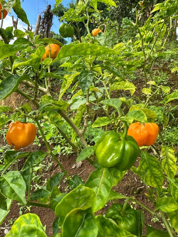 Flavor Pepper
