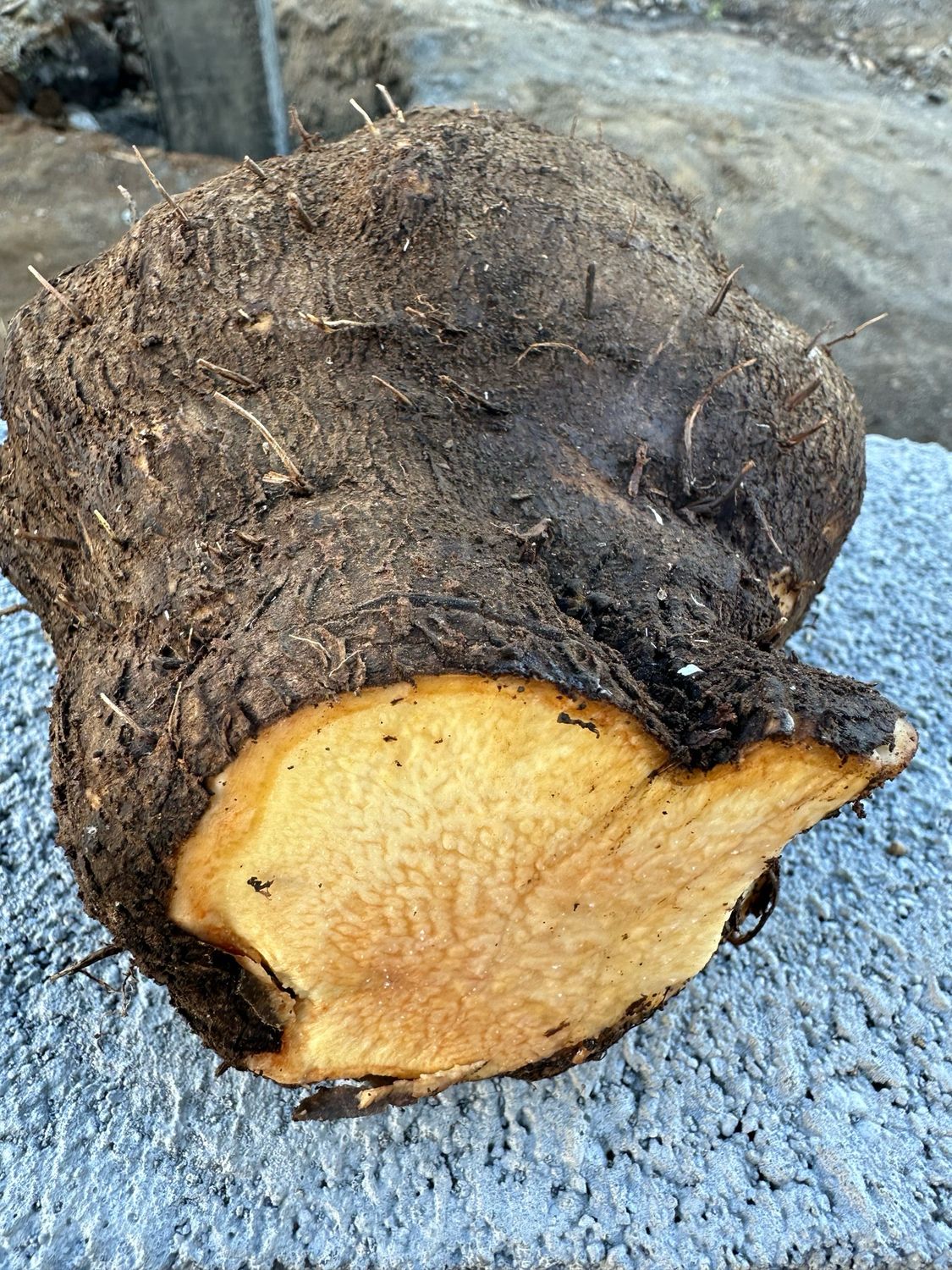 Bush Yam (2lbs)