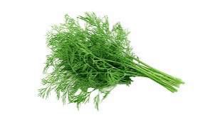 Fresh Dill