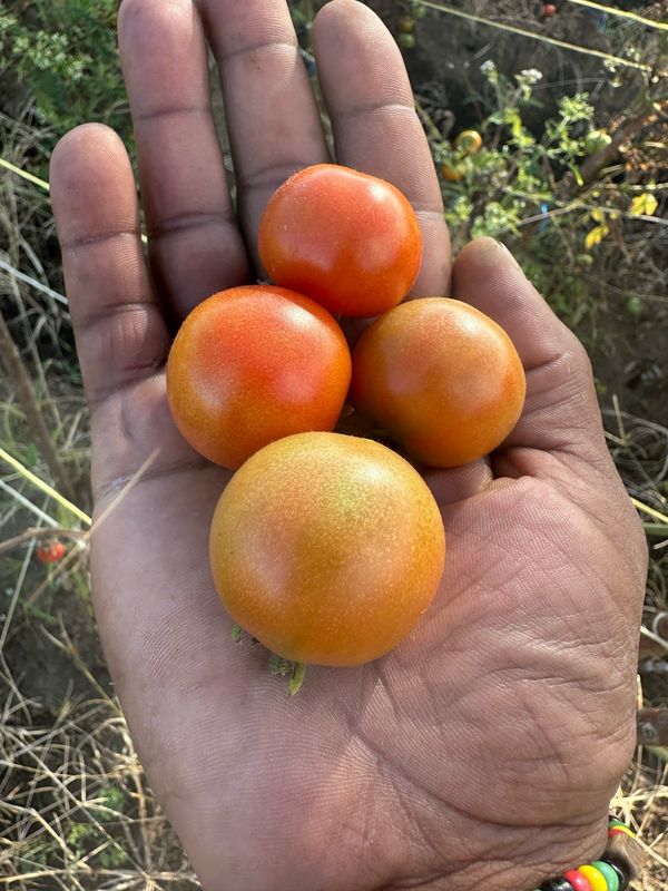 Baby Tomatoes