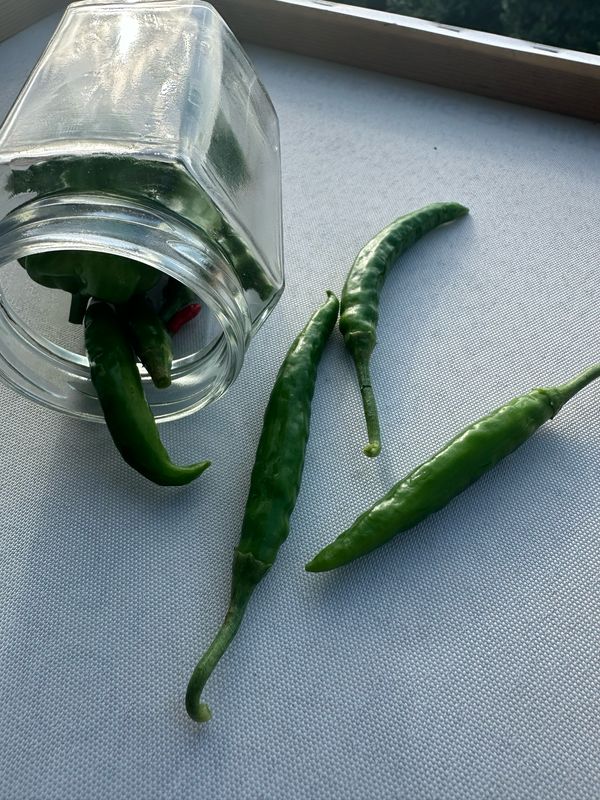 Pickled Chilies