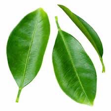 Lime Leaves (50g)