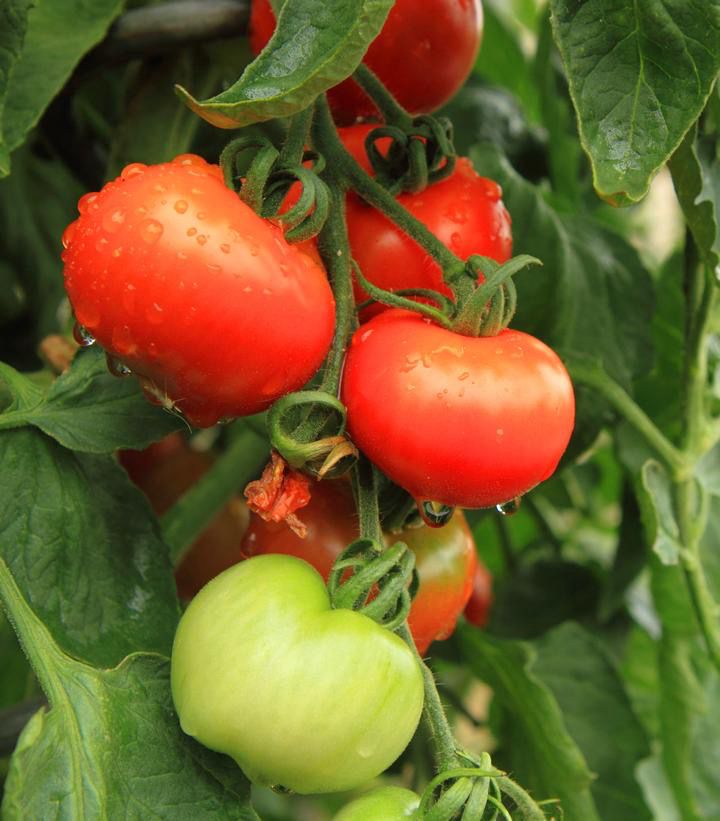 Tomato
