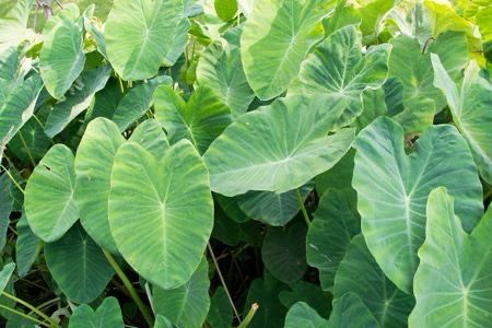 Dasheen Callaloo (chopped)
