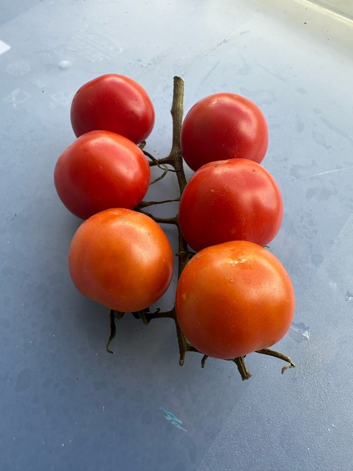 Cherry Tomatoes