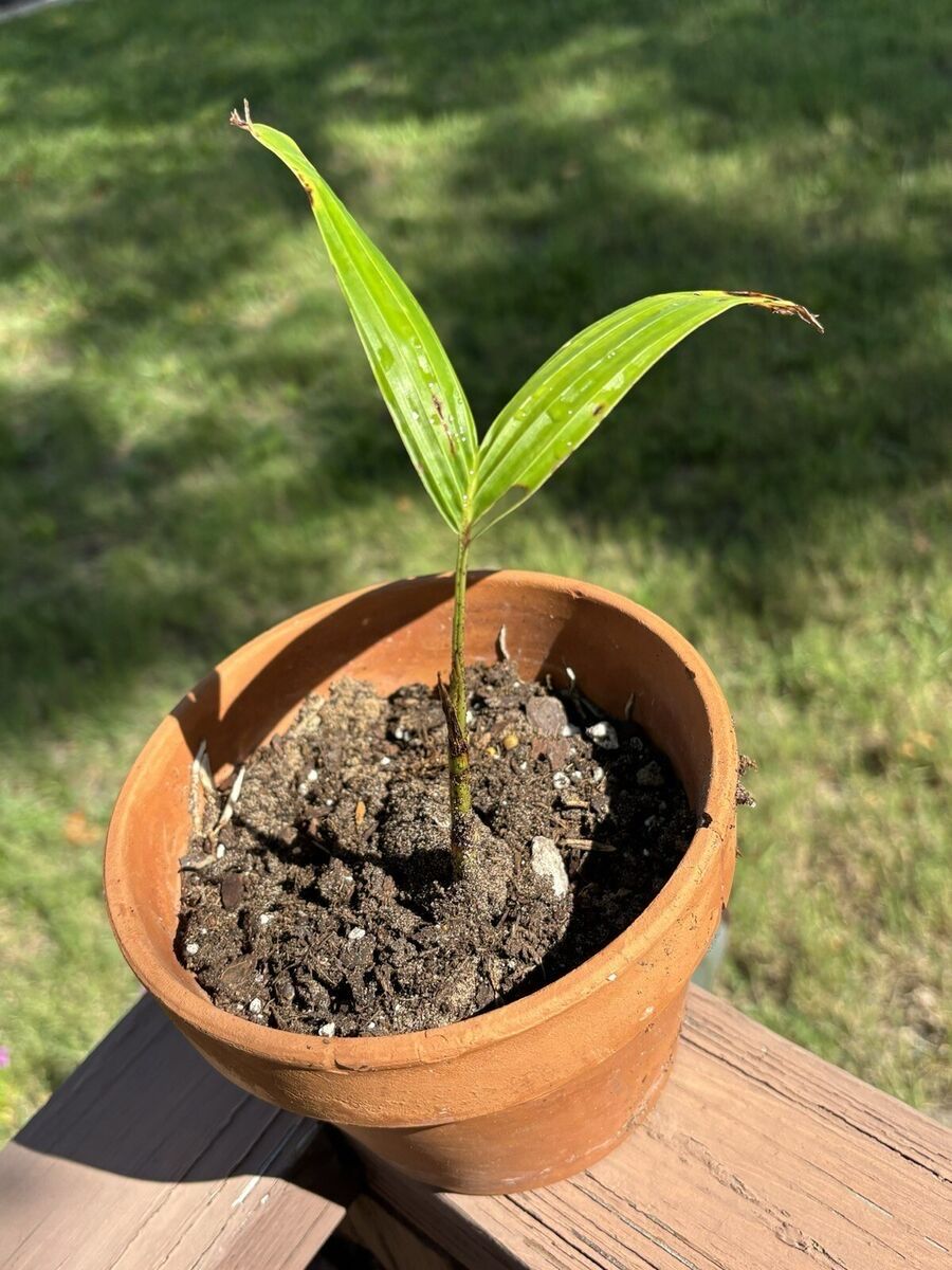 Palm Tree Seedling