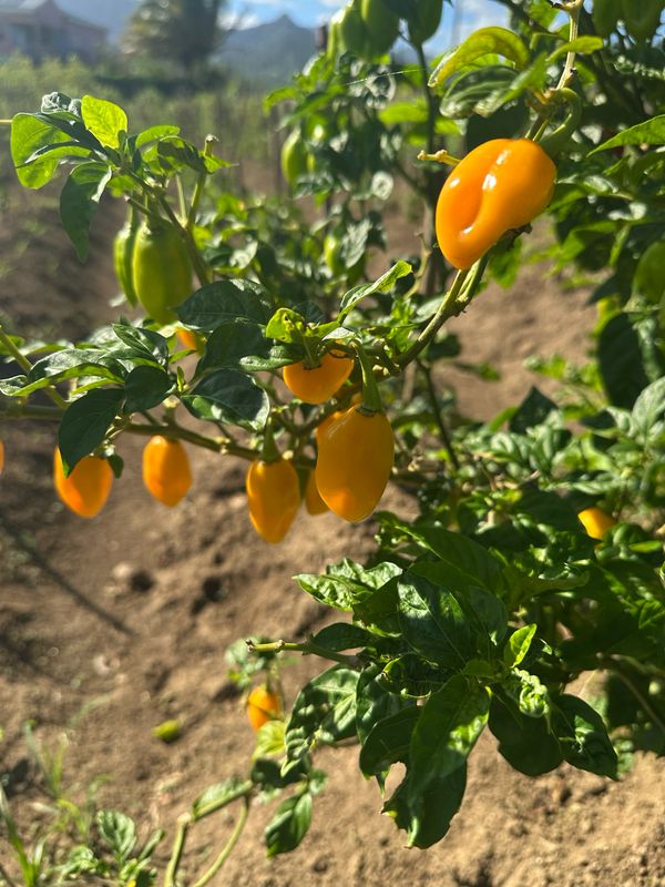 Flavor Pepper (half pound)