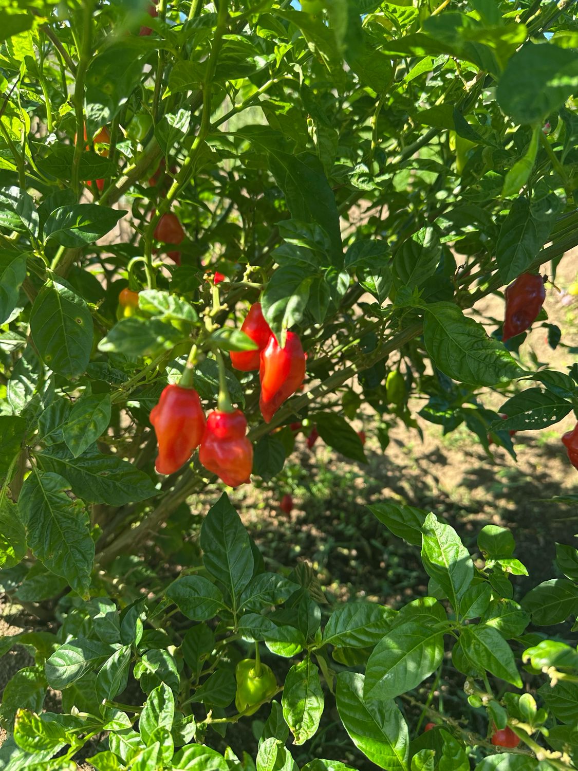 Flavor Pepper (half pound)