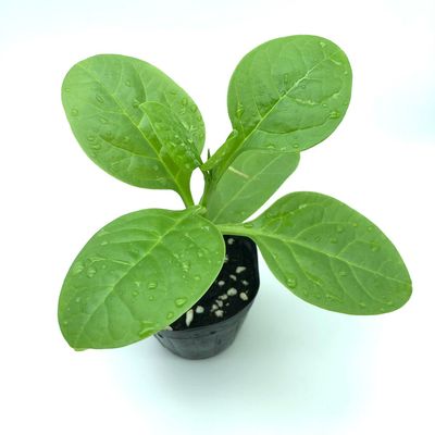 Spinach Seedling