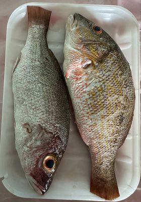 Red Snapper