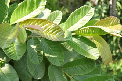 Nutritional Leaves