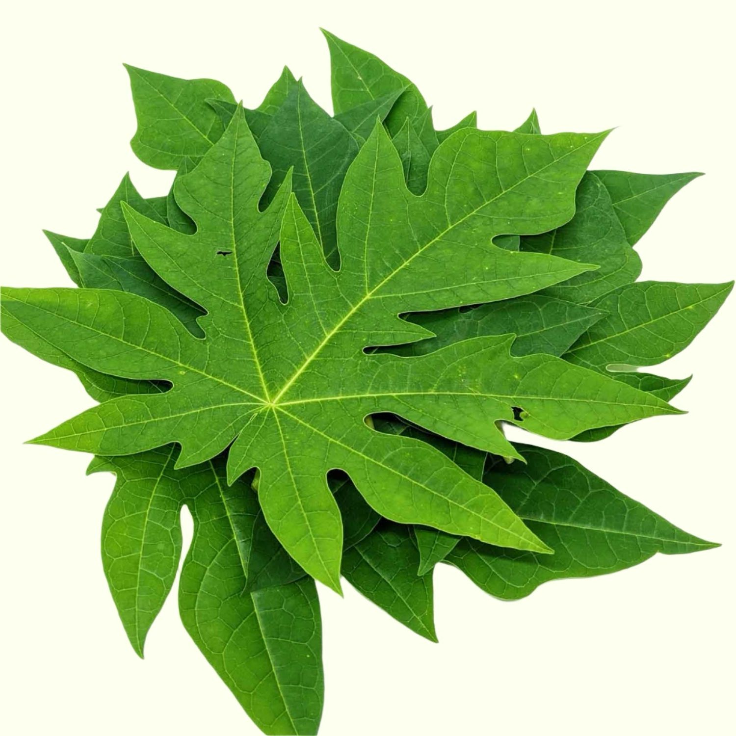 Papaya Leaves