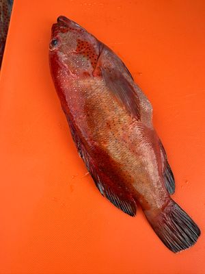 Red Fish (LB)