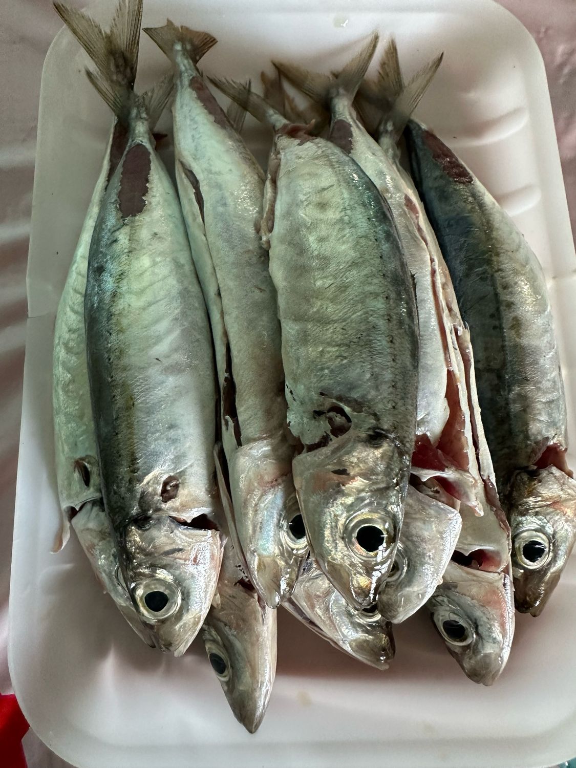 Robin Fish (1lb)