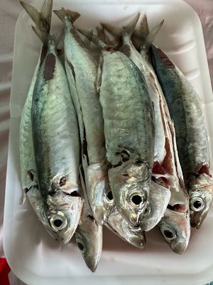 Robin Fish (1lb)