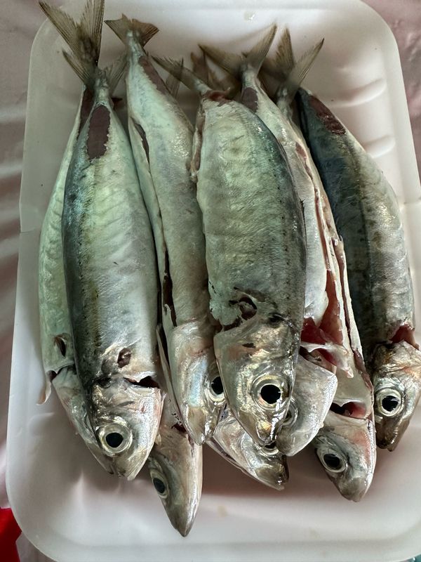 Robin Fish (1lb)