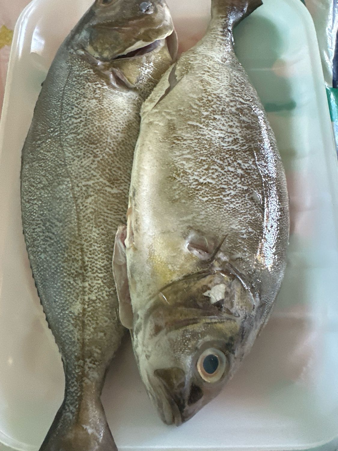 Whole Crevalle Fish (1 LB)