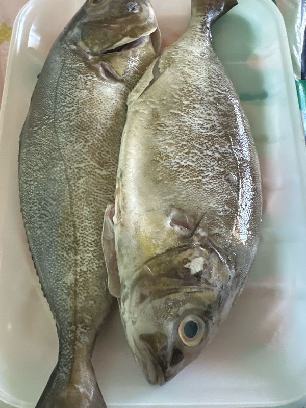Whole Crevalle Fish (1 LB)