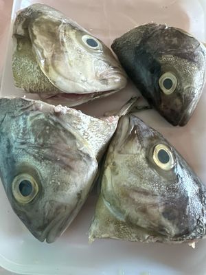 Crevalle Fish Head (1 LB)