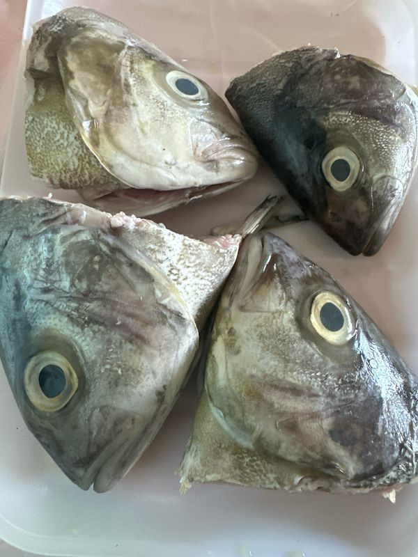 Crevalle Fish Head (1 LB)