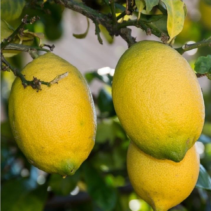 Lemons (3)