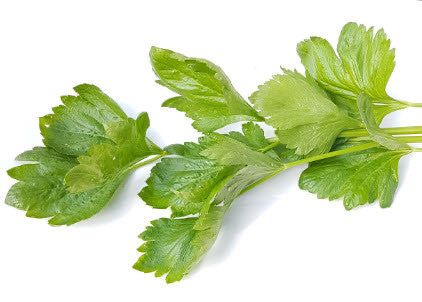 Fresh Celery