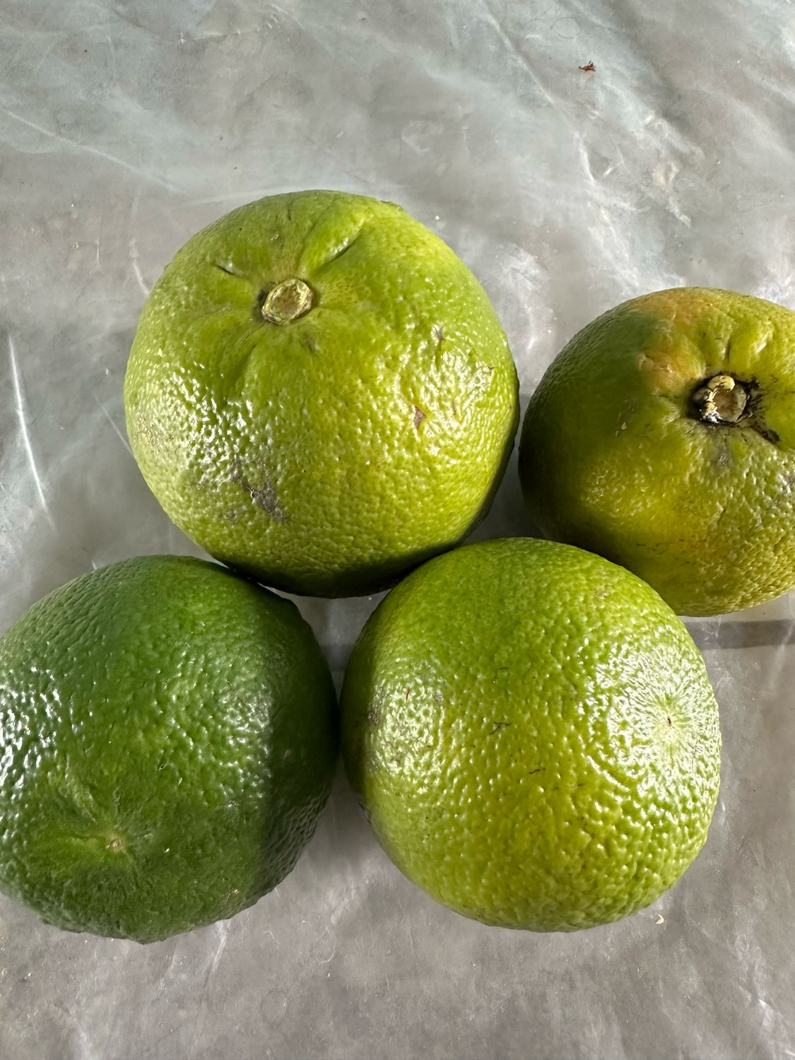 Sweet Lemon (LB)